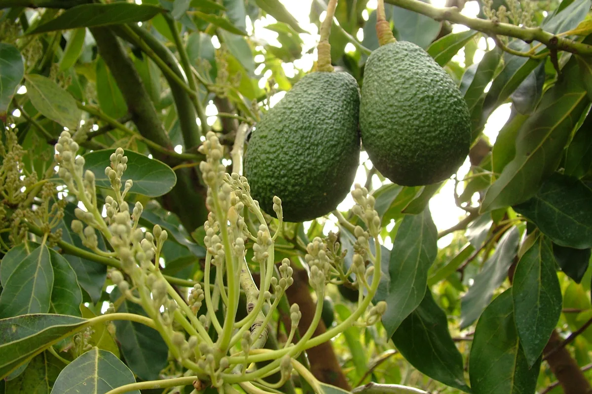 Culture de l’avocatier