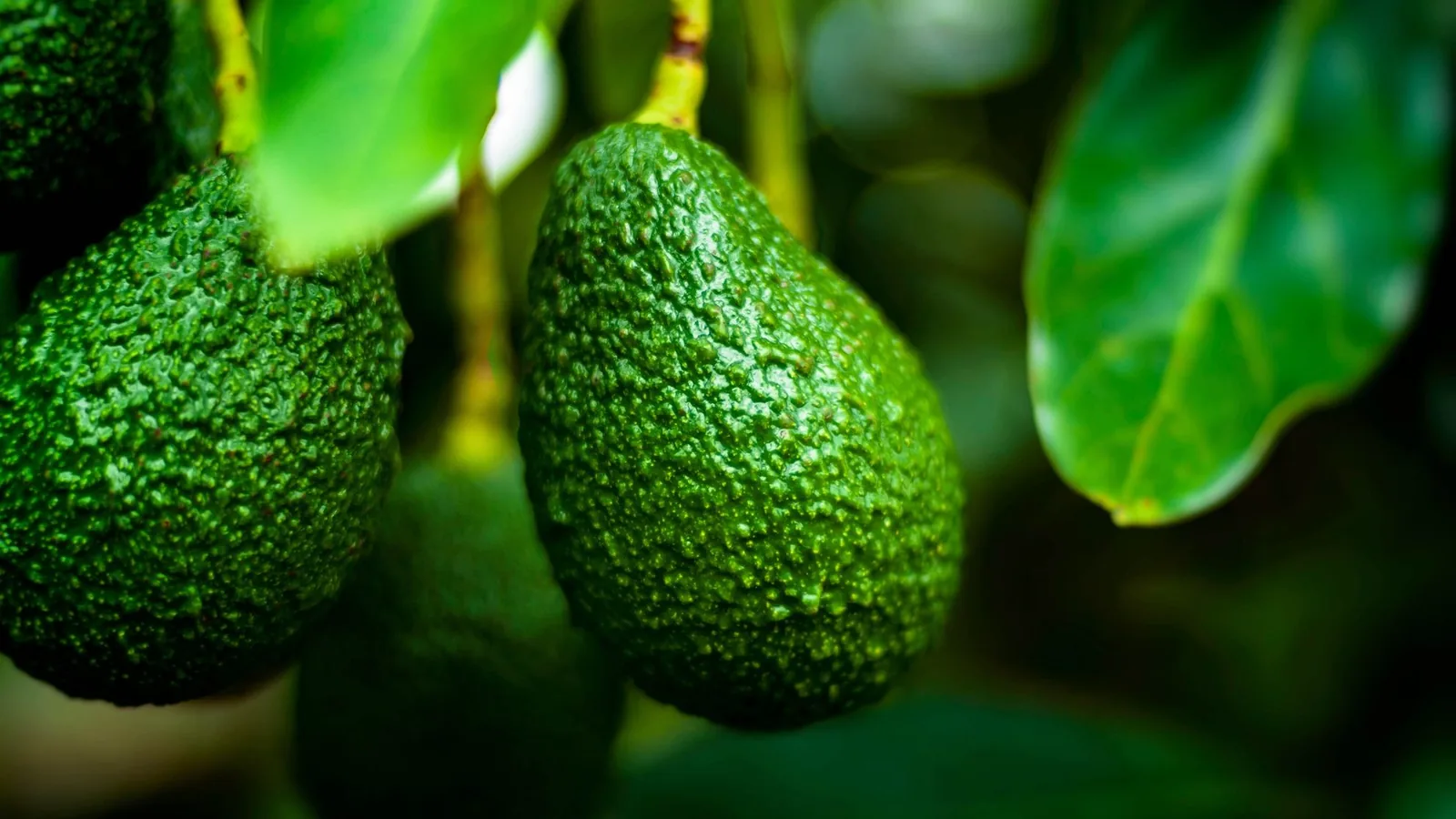 Avocado Pro Training