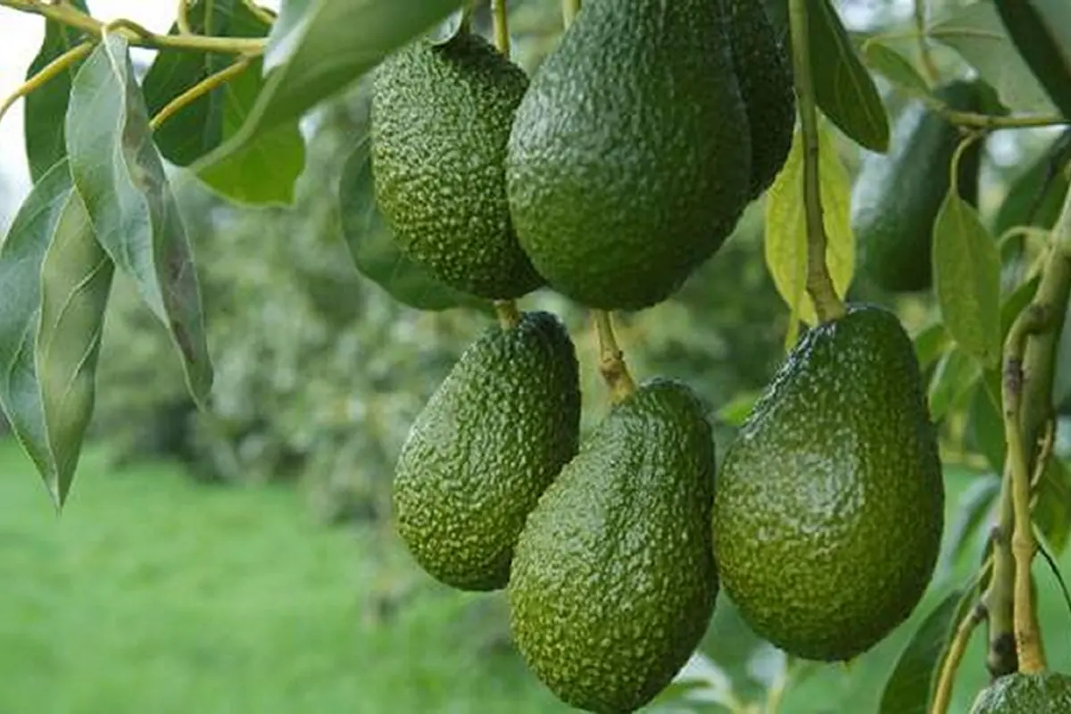 Fruits d’avocat sur l’arbre