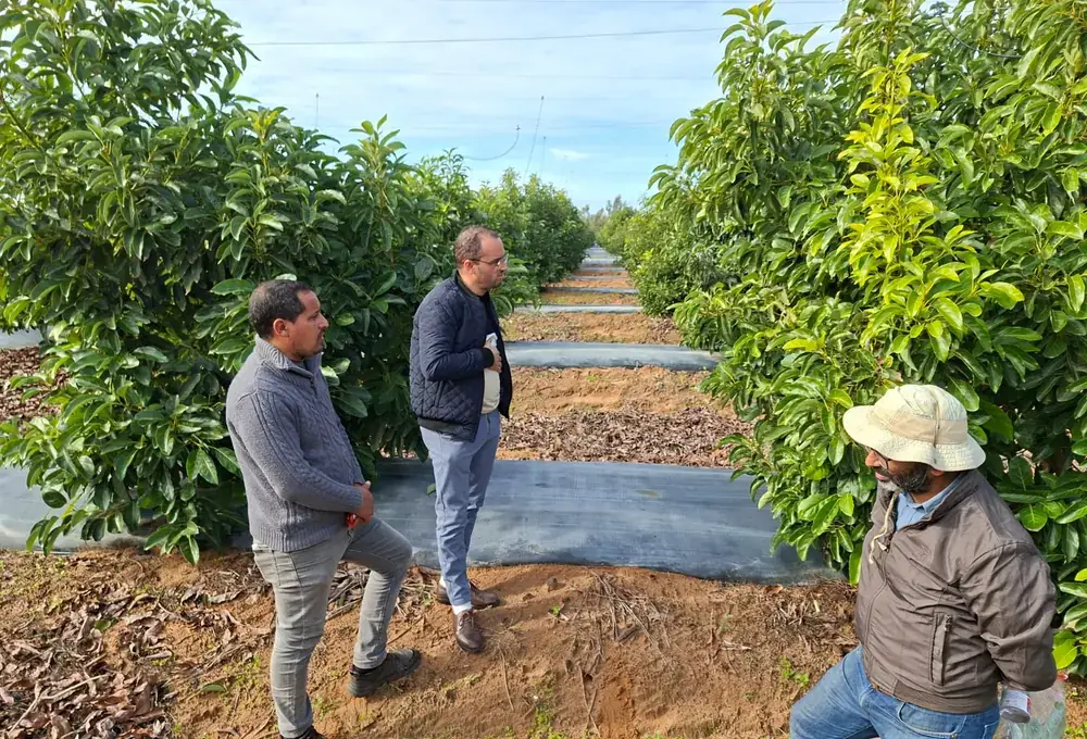 Visite technique dans un verger d’avocatiers
