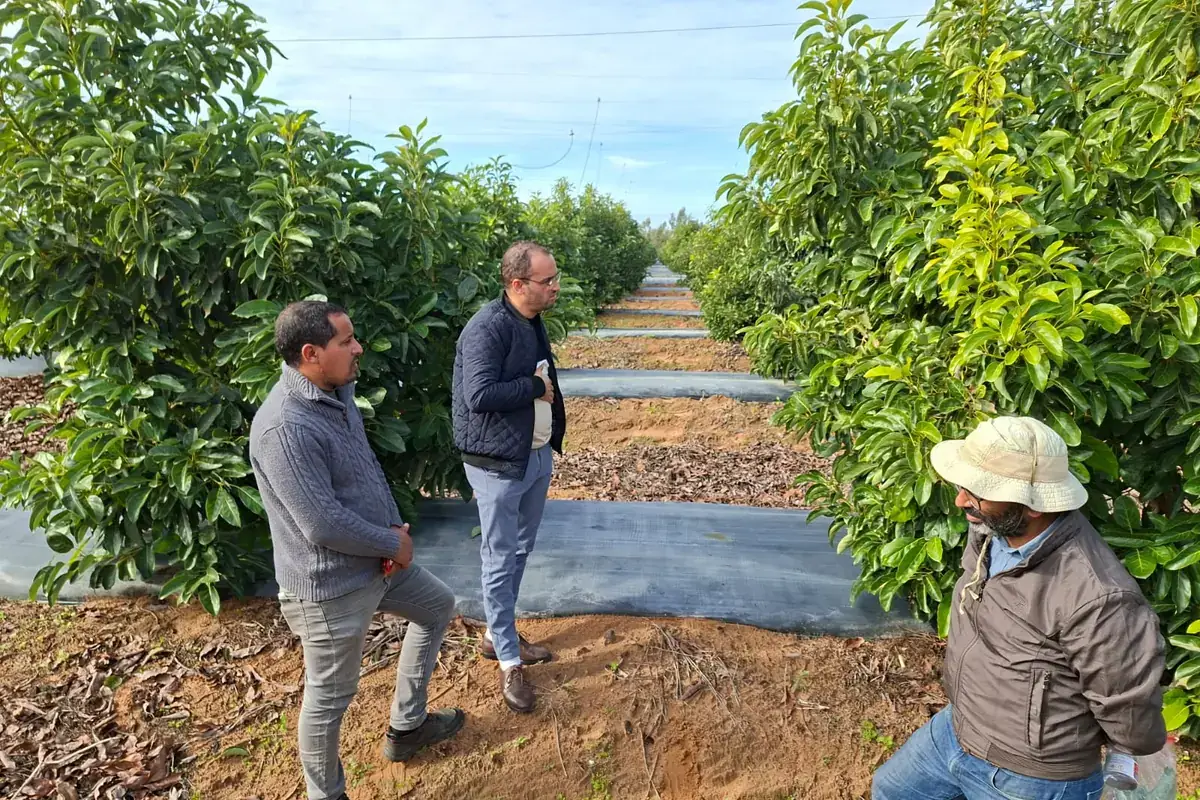 Expertise agricole sur avocatier