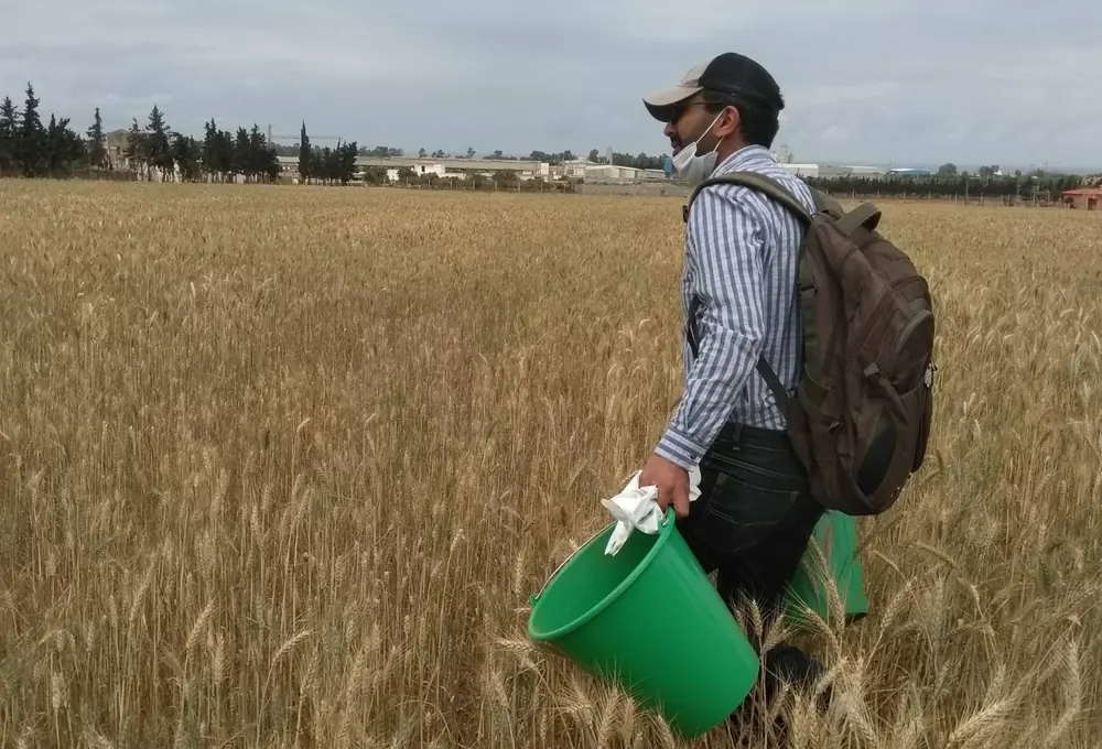 Suivi technique dans une parcelle de céréales