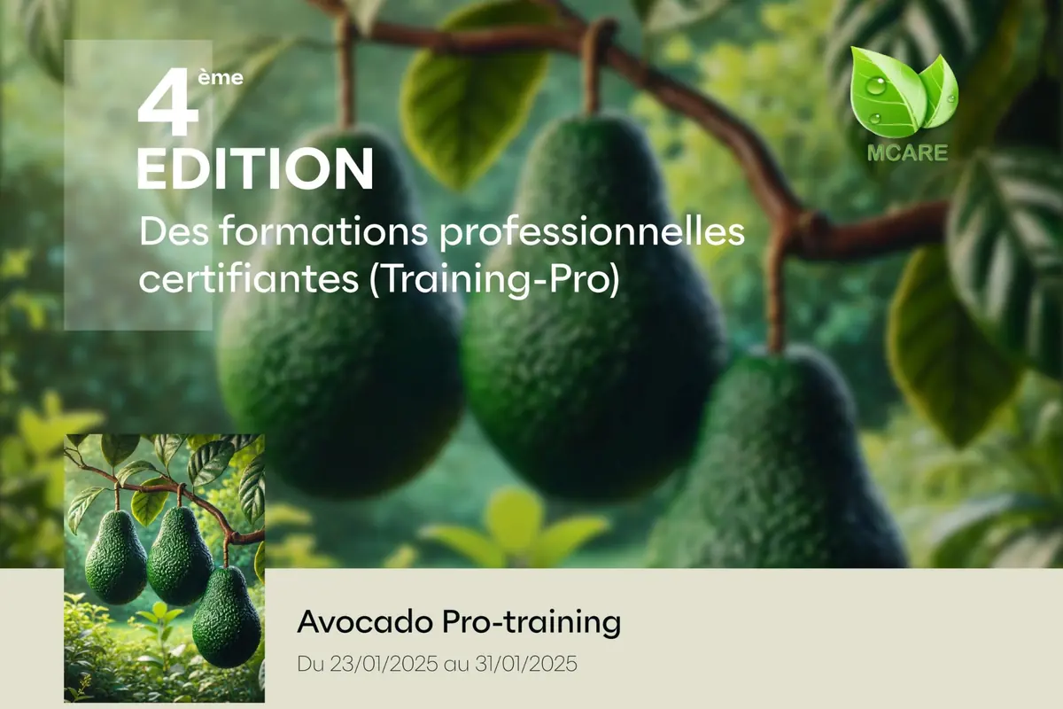 Avocado Pro Training